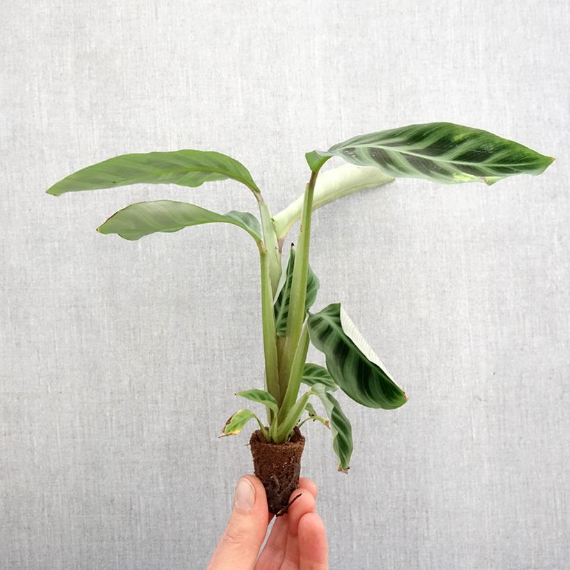 Example of Calathea zebrina - Korbmaranten Mini-Pflanze as you get in printemps