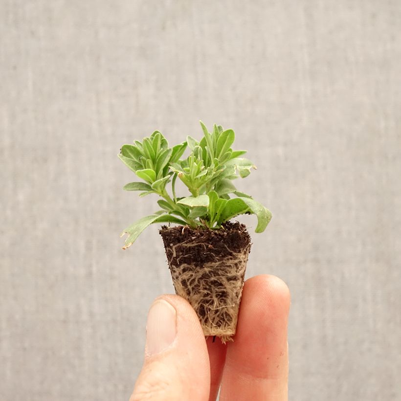 Exemplar von Zauberglöckchen Cabaret Special Diva Cherry - Calibrachoa Mini-Plug Ø 3/4 cm wie im Frühjahr geliefert