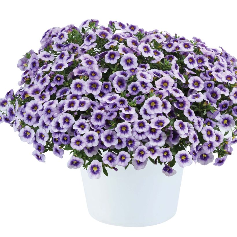 Zauberglöckchen Eyeconic Purple - Calibrachoa (Plant habit)