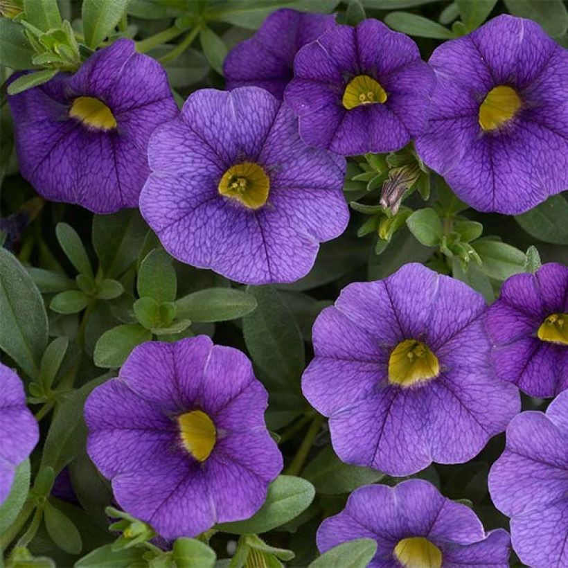 Zauberglöckchen Superbells Unique Blue Violet - Calibrachoa (Flowering)