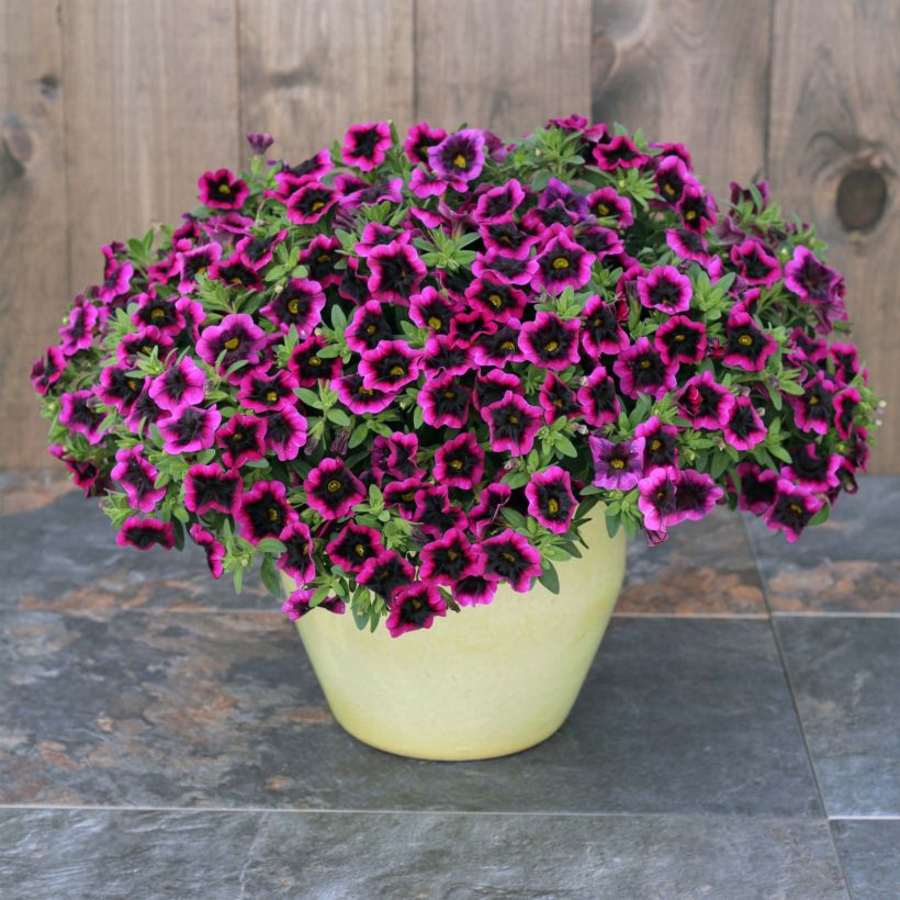 Zauberglöckchen Superbells Blackcurrant Punch - Calibrachoa (Wuchs)