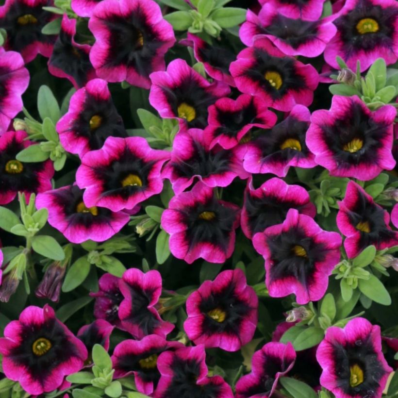 Zauberglöckchen Superbells Blackcurrant Punch - Calibrachoa (Blüte)
