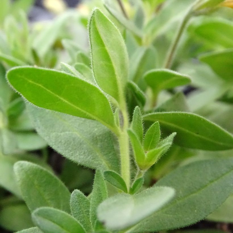 Zauberglöckchen Superbells Unique Mango Punch - Calibrachoa (Foliage)