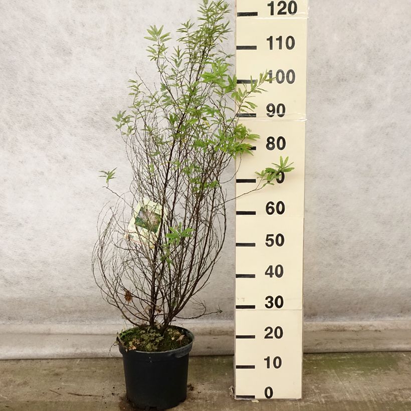 Exemplar von Calliandra surinamensis Dixie Pink - Rosa Puderquastenstrauch Topf mit 7,5L/10L wie im Herbst geliefert