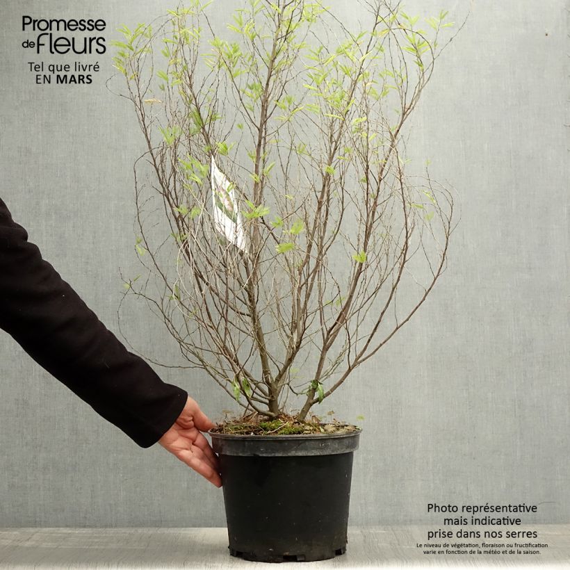 Example of Calliandra surinamensis Dixie Pink - Rosa Puderquastenstrauch Topf mit 7,5L/10L as you get in printemps