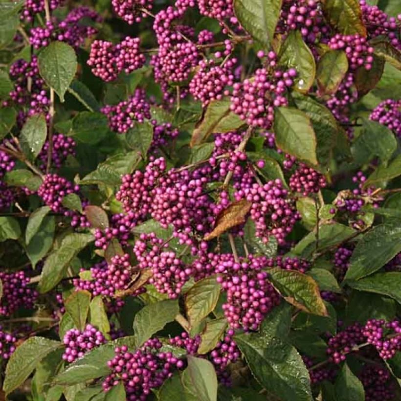 Liebesperlenstrauch Profusion - Callicarpa bodinieri (Flowering)