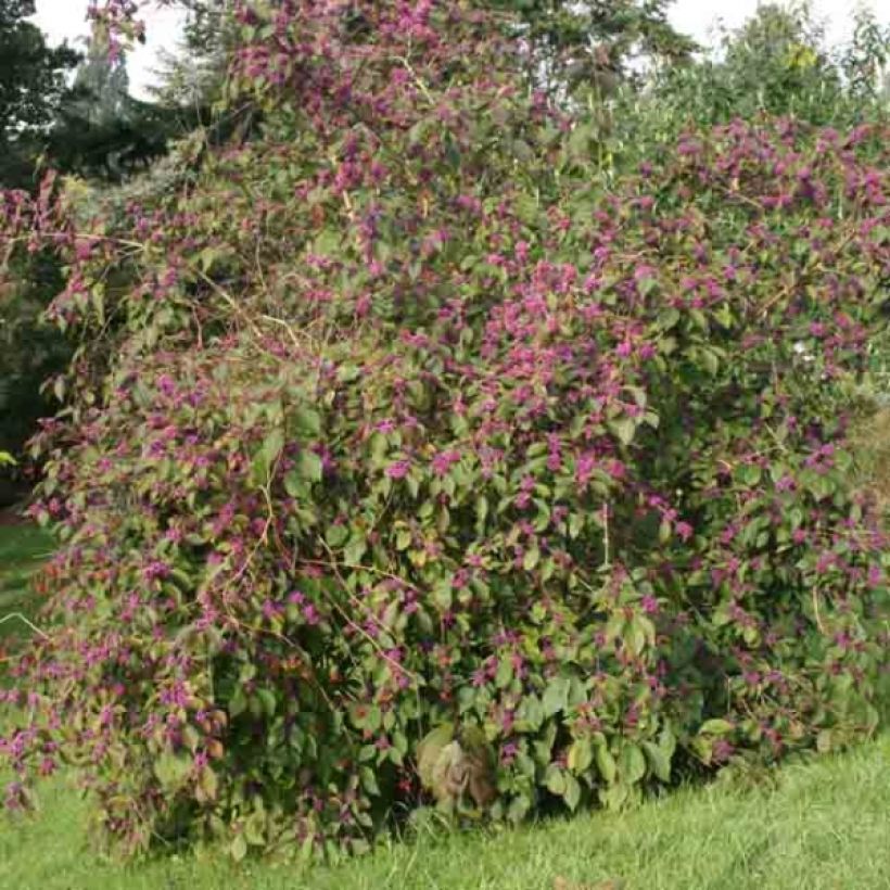 Liebesperlenstrauch Profusion - Callicarpa bodinieri (Plant habit)