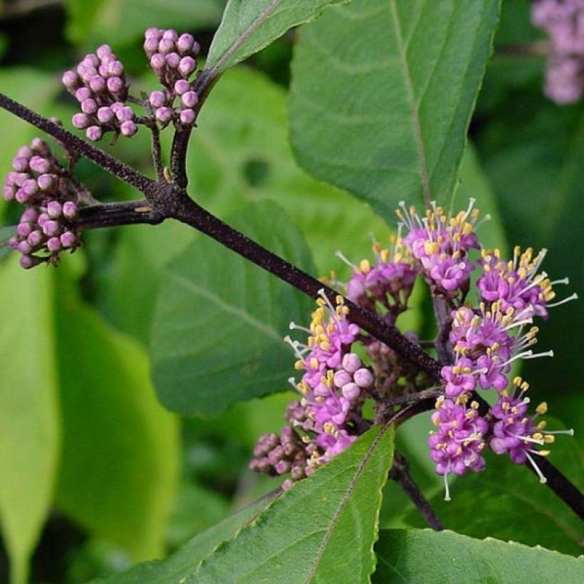 Liebesperlenstrauch Profusion - Callicarpa bodinieri (Foliage)