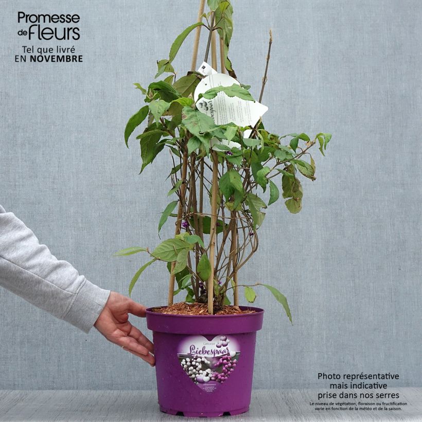 Exemplar von Callicarpa bodinieri Liebespaar - Arbuste aux bonbons Pot de 7,5L/10L wie im Herbst geliefert