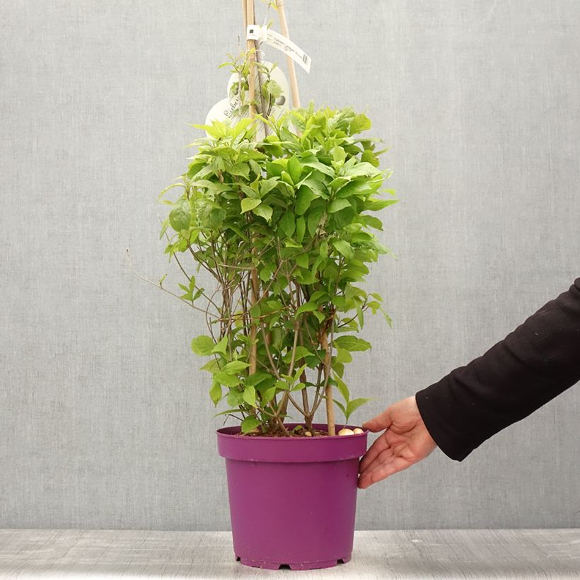 Exemplar von Liebesperlenstrauch Liebespaar - Callicarpa bodinieri Topf mit 7,5L/10L wie im Frühjahr geliefert