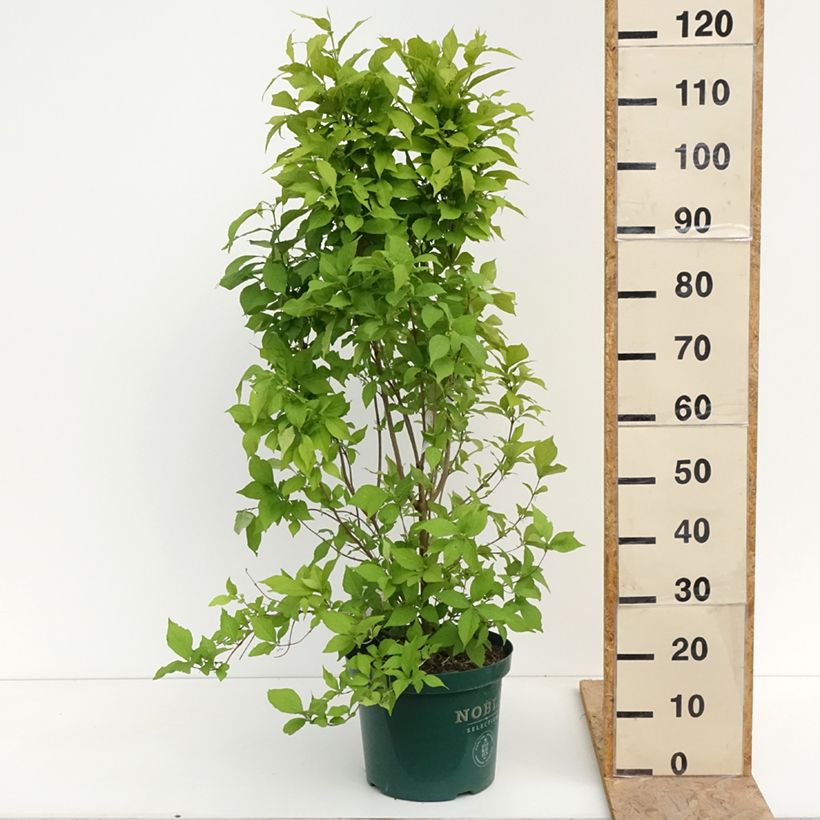 Exemplar von Liebesperlenstrauch Magical Snowqueen - Callicarpa bodinieri Topf mit 7,5L/10L wie im Frühjahr geliefert