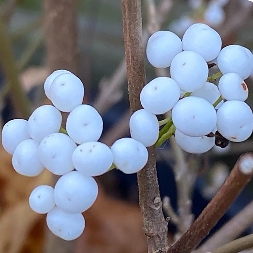 Liebesperlenstrauch Magical Snowstar - Callicarpa bodinieri (Harvest)
