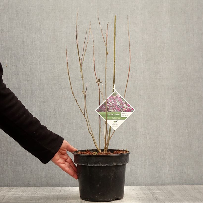Example of Liebesperlenstrauch Pearl Glam - Callicarpa bodinieri Topf mit 3L/4L as you get in printemps