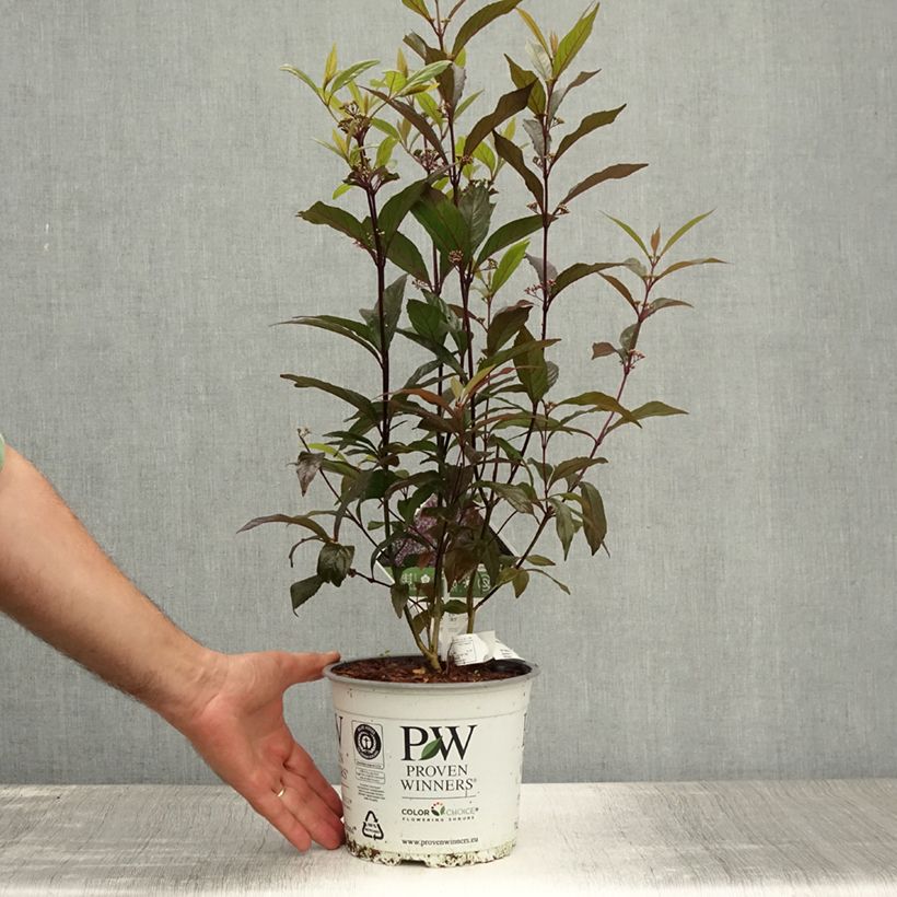Exemplar von Liebesperlenstrauch Pearl Glam - Callicarpa bodinieri Topf mit 7,5L/10L wie im Sommer geliefert