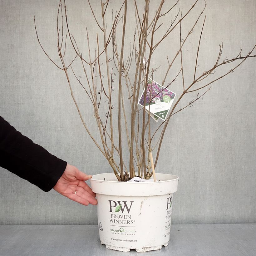 Example of Liebesperlenstrauch Pearl Glam - Callicarpa bodinieri Topf mit 7,5L/10L as you get in hiver