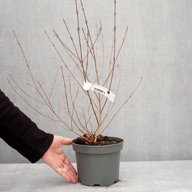 Exemplar von Callicarpa dichotoma Cardinal - Arbuste aux bonbons Pot de 2L/3L wie im Winter geliefert