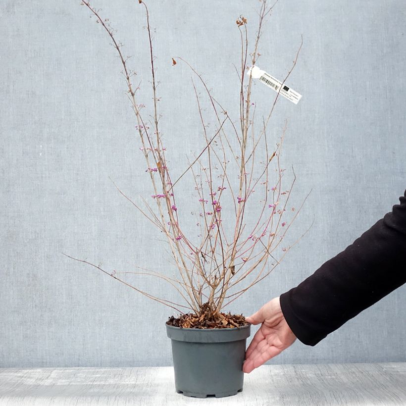 Exemplar von Purpur-Schönfrucht Issai - Callicarpa dichotoma Topf mit 3L/4L wie im Herbst geliefert