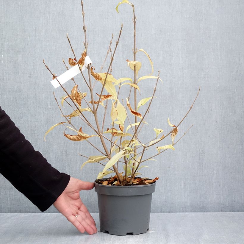 Exemplar von Japanische Schönfrucht Leucocarpa - Callicarpa japonica Topf mit 2L/3L wie im Herbst geliefert