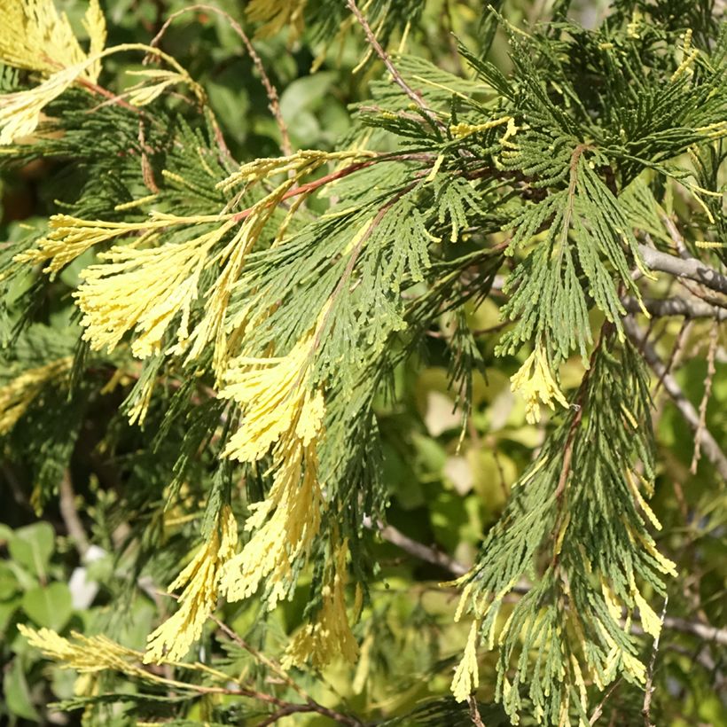 Calocedrus decurrens Aureovariegata - Kalifornische Flusszeder (Foliage)