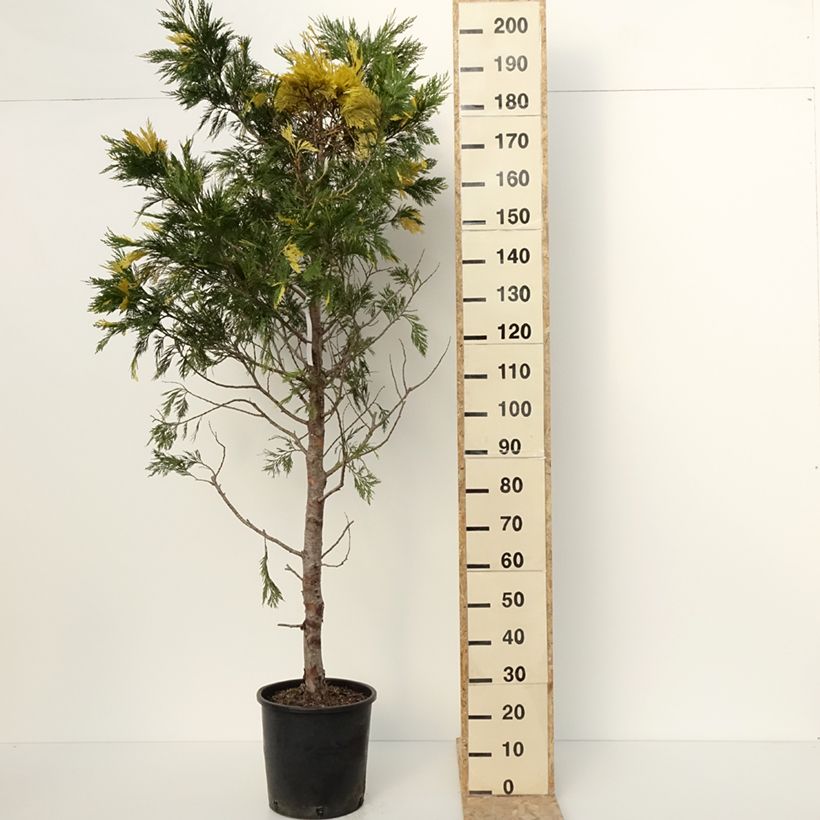 Exemplar von Calocedrus decurrens Aureovariegata - Cèdre blanc de Californie Pot de 18L/20L wie im Winter geliefert