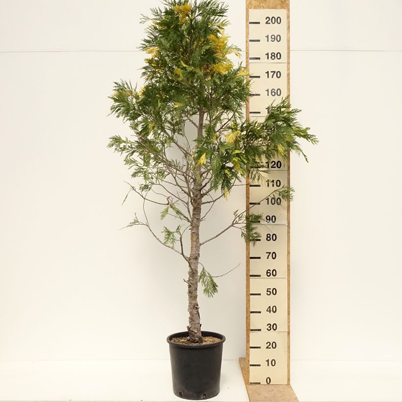 Example of Calocedrus decurrens Aureovariegata - Kalifornische Flusszeder Topf mit 18L/20L as you get in printemps