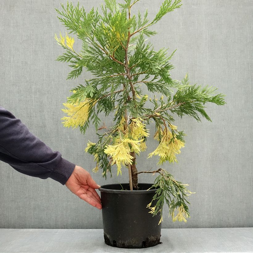Exemplar von Calocedrus decurrens Aureovariegata - Kalifornische Flusszeder Topf mit 7,5L/10L wie im Sommer geliefert