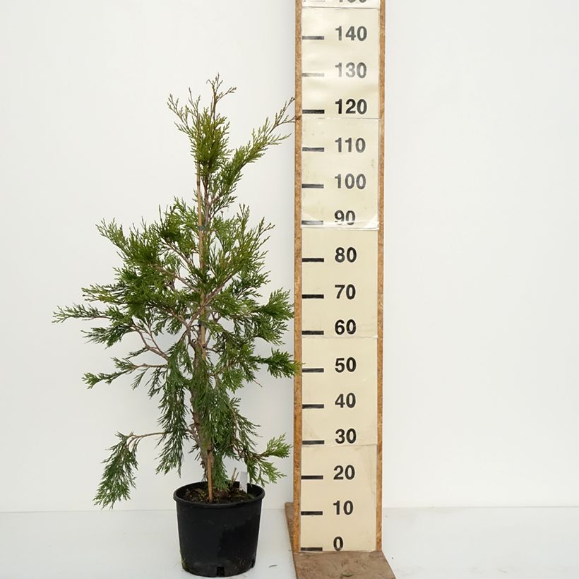 Example of Calocedrus decurrens Aureovariegata - Kalifornische Flusszeder Topf mit 7,5L/10L as you get in hiver