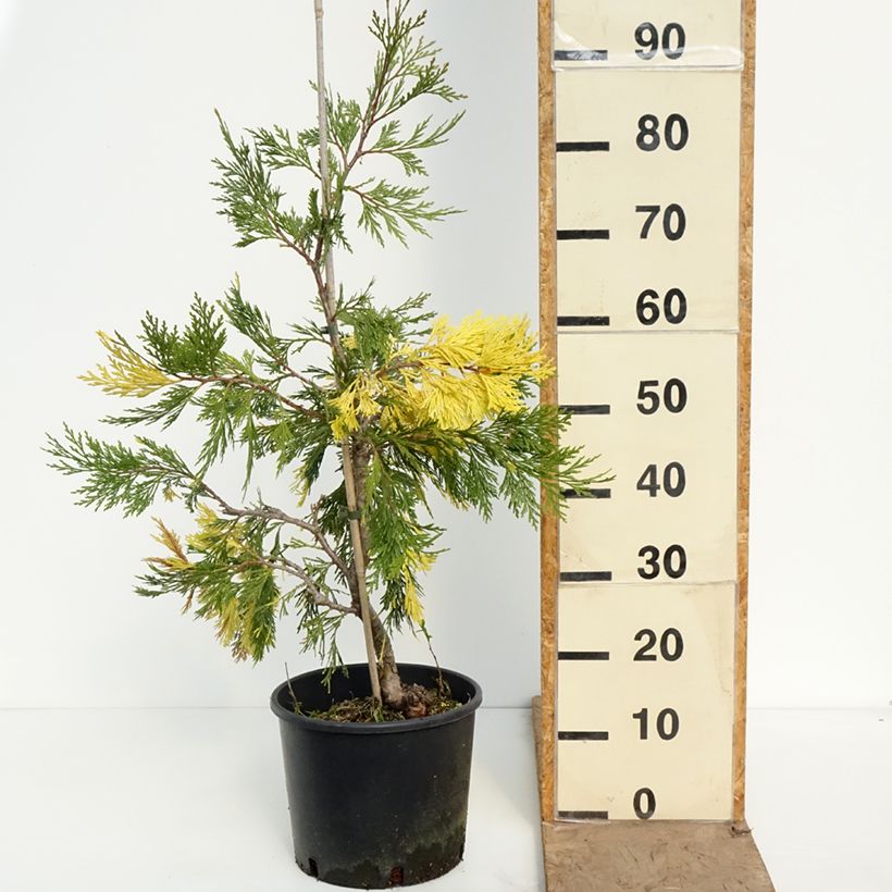Exemplar von Calocedrus decurrens Aureovariegata - Kalifornische Flusszeder Topf mit 7,5L/10L wie im Frühjahr geliefert