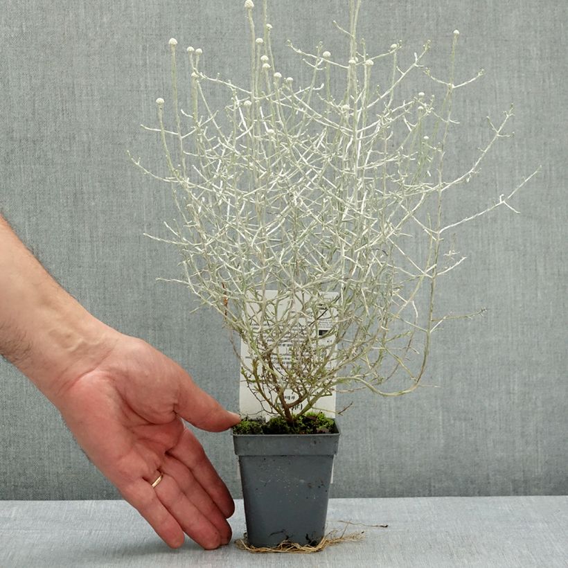 Exemplar von Leucophyta brownii - Stacheldrahtpflanze Kleine Töpfe von 8/9 cm wie im Frühjahr geliefert
