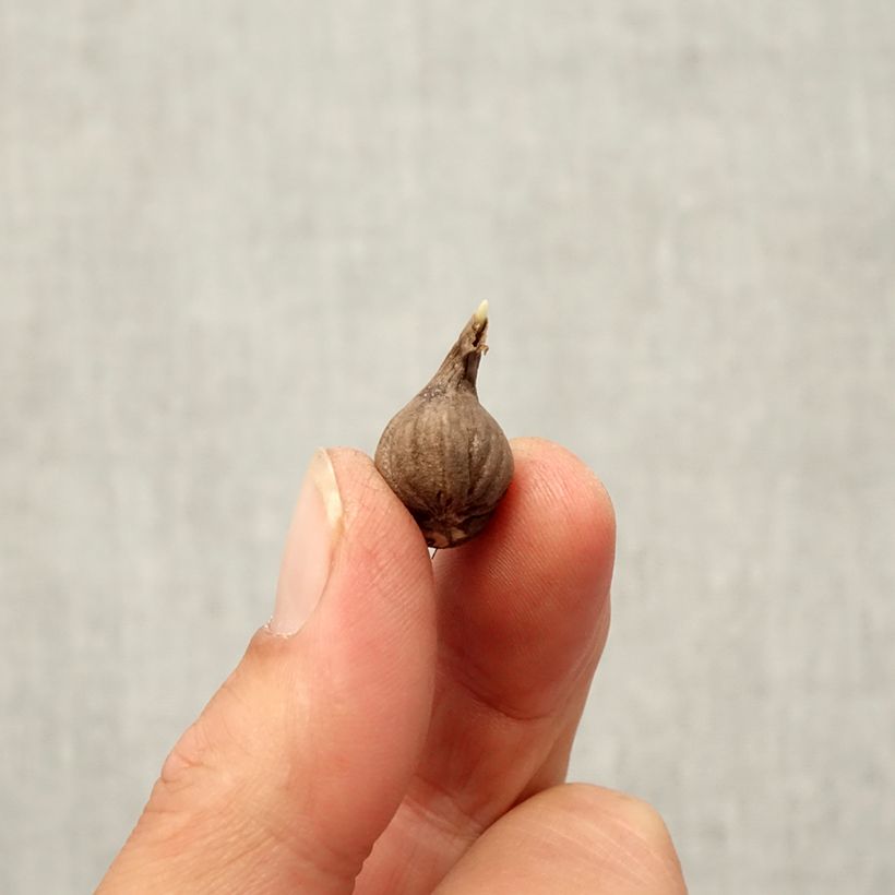 Exemplar von Calochortus lilacinus Cupido - Mormonentulpe Zwiebel Kaliber/Größe 4+ wie im Herbst geliefert