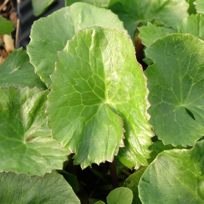 Caltha palustris Plena - Sumpf-Dotterblume (Foliage)