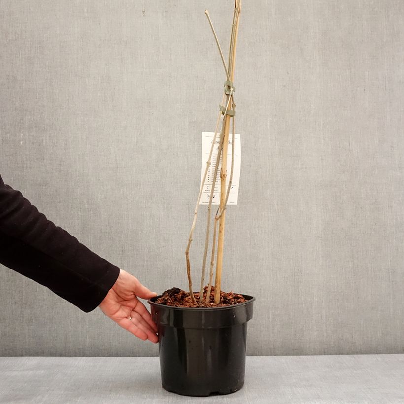 Exemplar von Calycanthus chinensis -Chinesische Wachsstrauch Topf mit 3L/4L wie im Winter geliefert