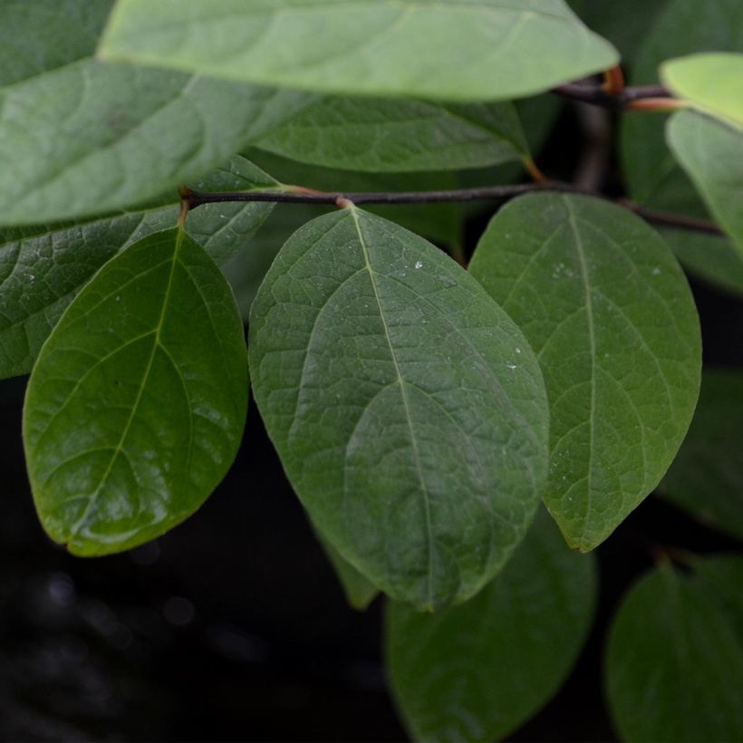 Calycanthus floridus - Echter Gewürzstrauch (Foliage)