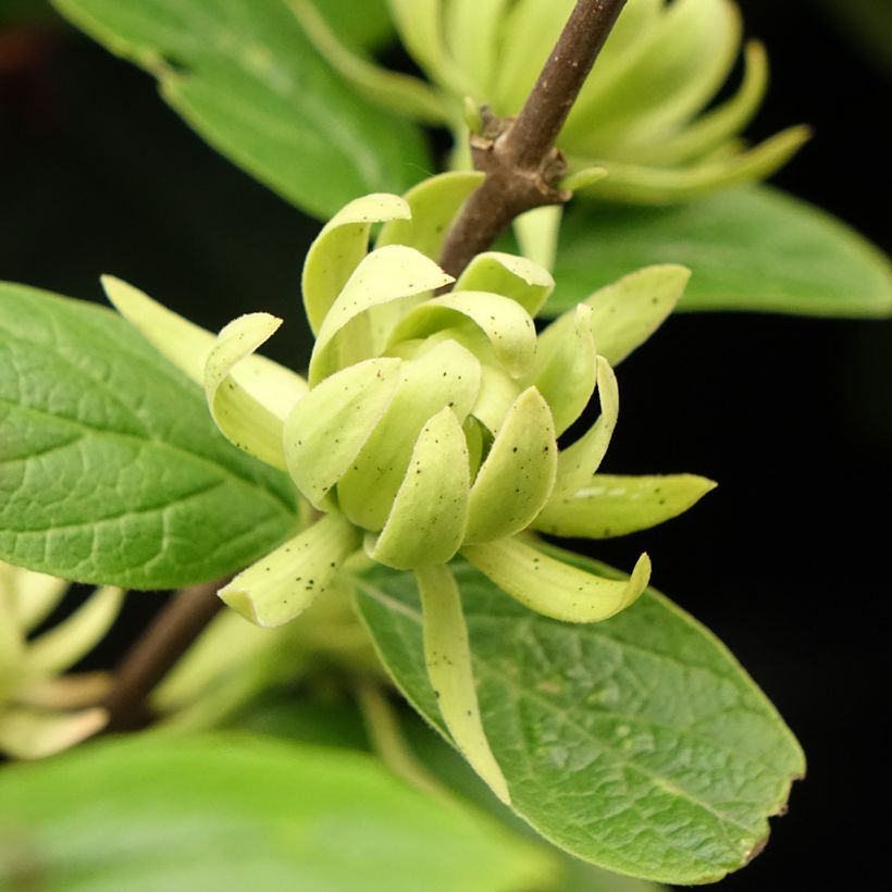 Calycanthus floridus Athens - Echter Gewürzstrauch (Blüte)
