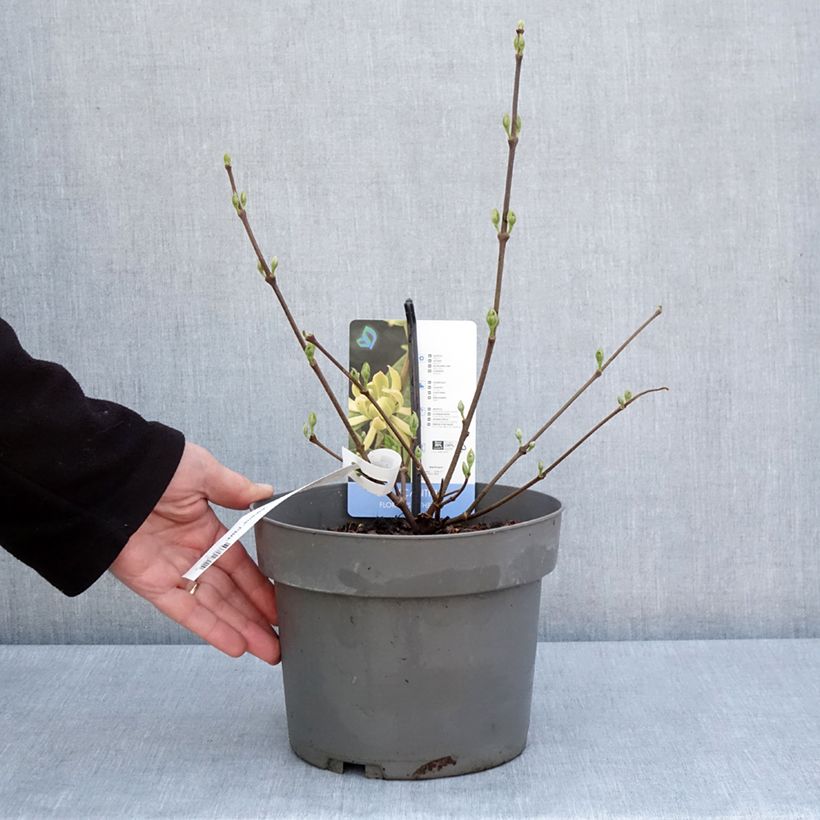 Exemplar von Calycanthus floridus Athens - Echter Gewürzstrauch Topf mit 3L/4L wie im Frühjahr geliefert