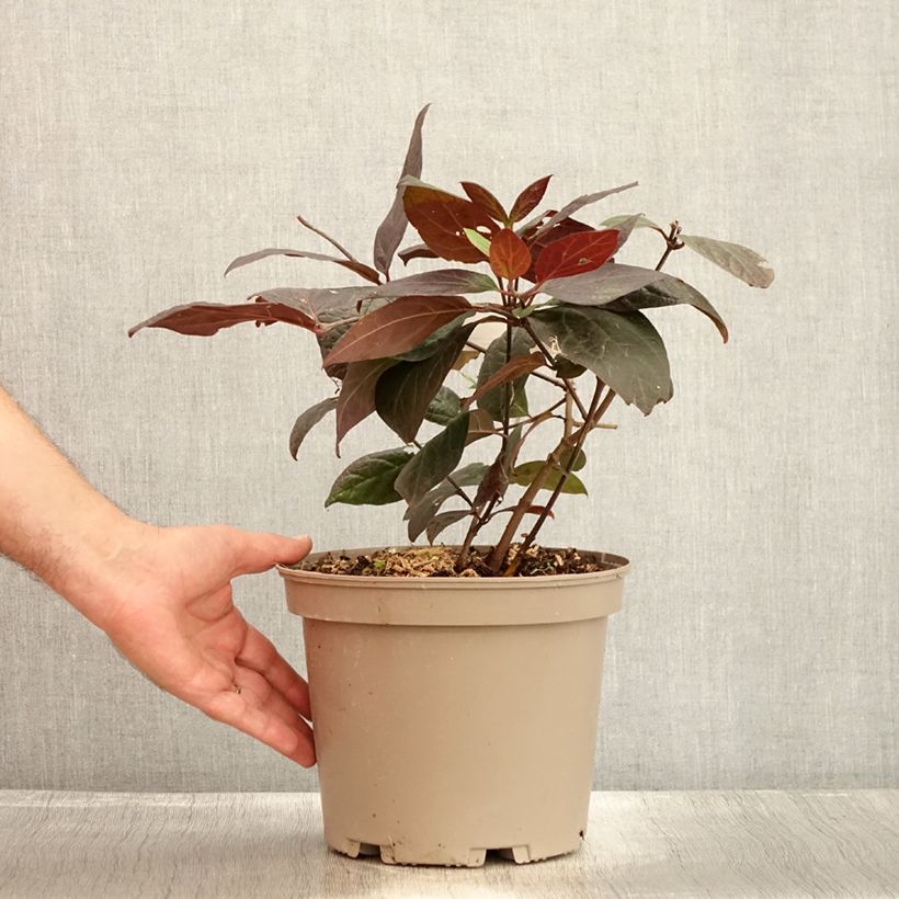 Exemplar von Calycanthus floridus var purpureus Burgundy Spice - Echter Gewürzstrauch Topf mit 4L/5L wie im Sommer geliefert