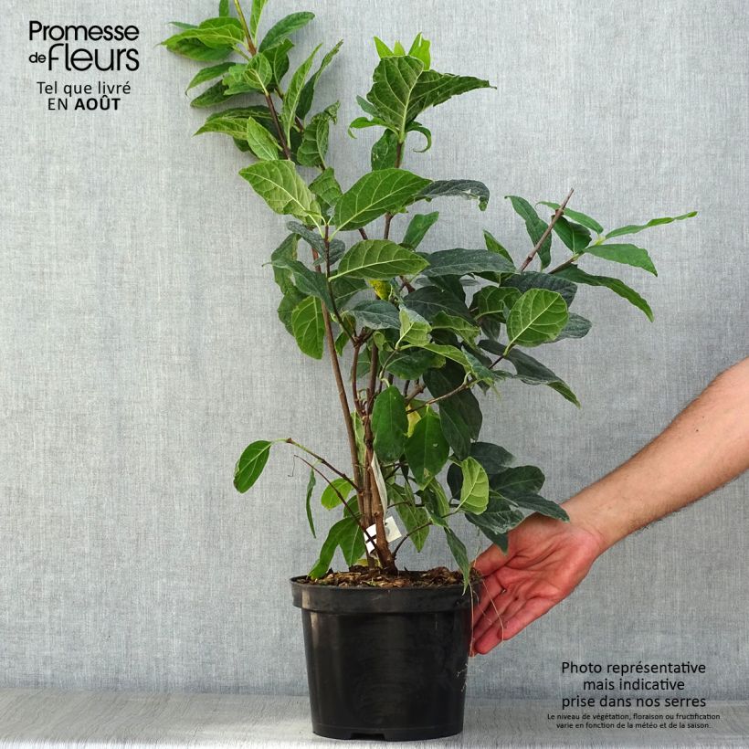 Exemplar von Calycanthus floridus Michael Lindsay - Echter Gewürzstrauch Topf mit 4L/5L wie im Sommer geliefert