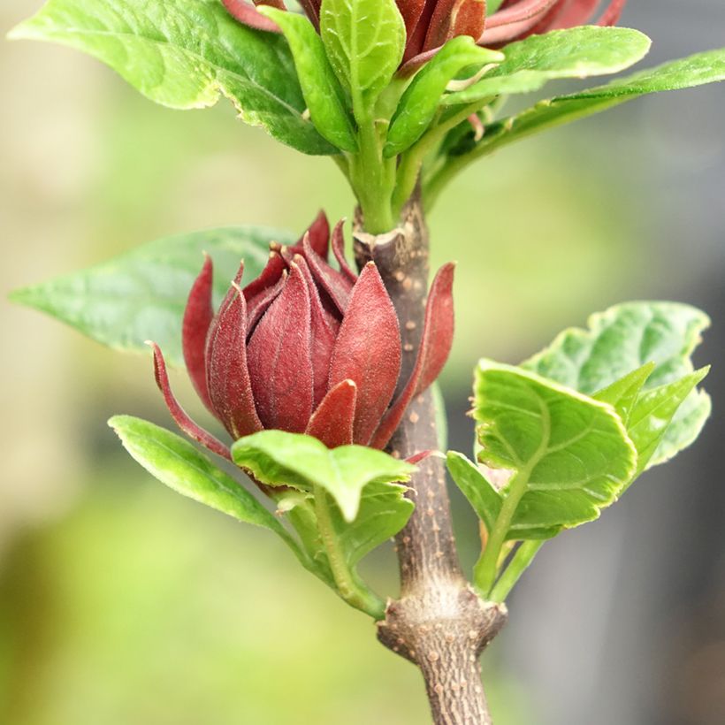 Calycanthus floridus Michael Lindsay - Echter Gewürzstrauch (Flowering)