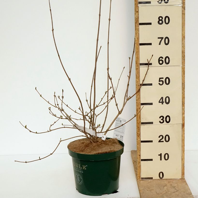 Example of Calycanthus raulstonii Venus - Gewürzstrauch Topf mit 7,5L/10L as you get in printemps