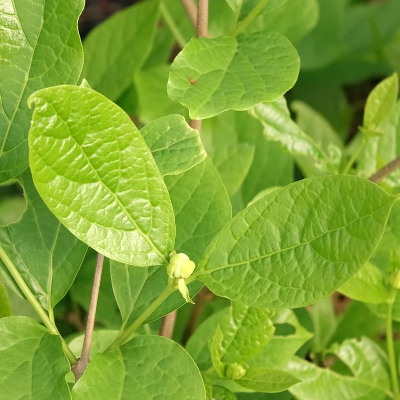 Calycanthus raulstonii Venus - Gewürzstrauch (Foliage)