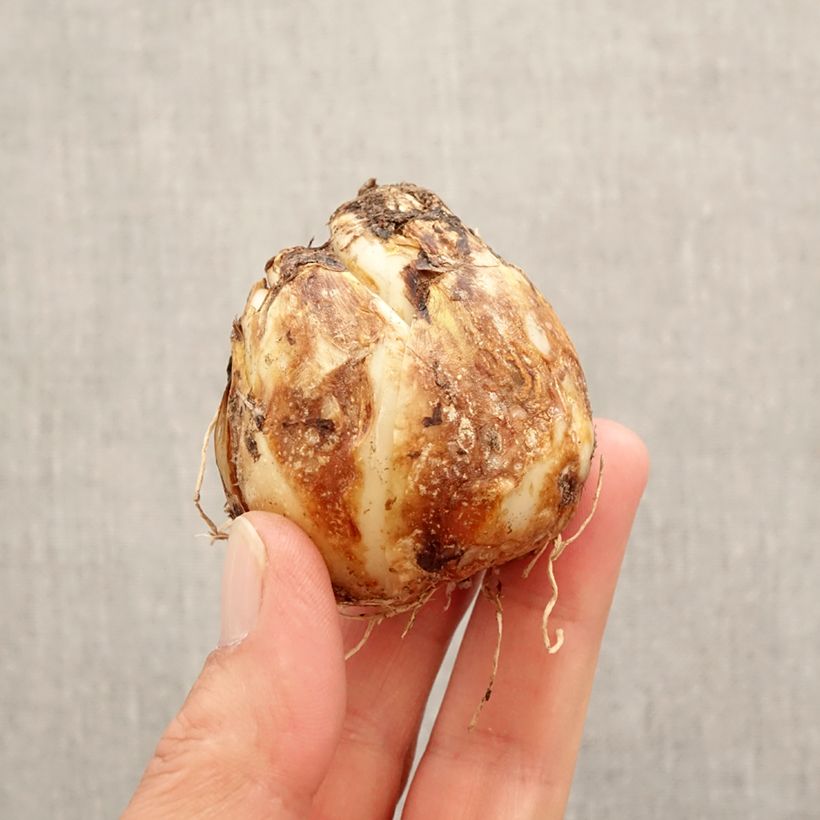 Exemplar von Camassia Blue Heaven - Prärielilie Zwiebel Kaliber/Größe 14+ wie im Frühjahr geliefert