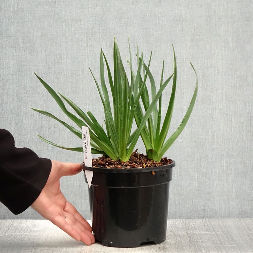 Example of Camassia cusickii - Prärielilie Topf mit 2L/3L as you get in printemps