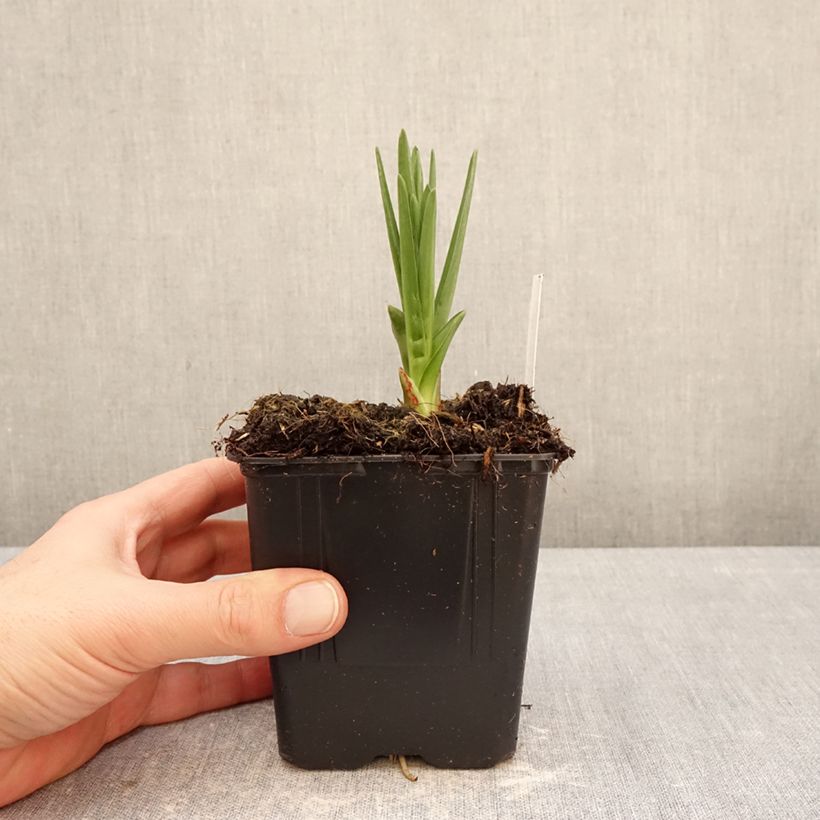 Example of Camassia leichtlinii subsp. suksdorfii Caerulea - Prärielilie Topf mit 1L/1,5L as you get in hiver