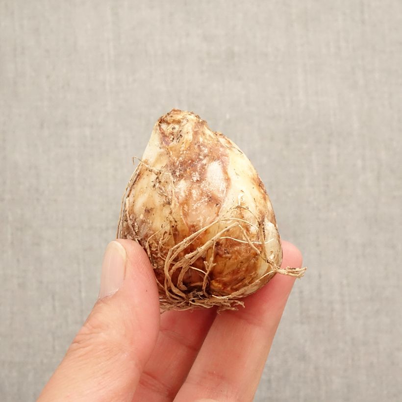 Exemplar von Camassia leichtlinii Sacajawea - Prärielilie Zwiebel Kaliber/Größe 14+ wie im Frühjahr geliefert