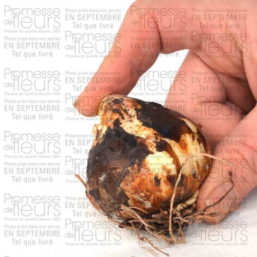 Beispiel eines Exemplars von Camassia leichtlinii Semiplena Bulbe calibre 12+ wie geliefert