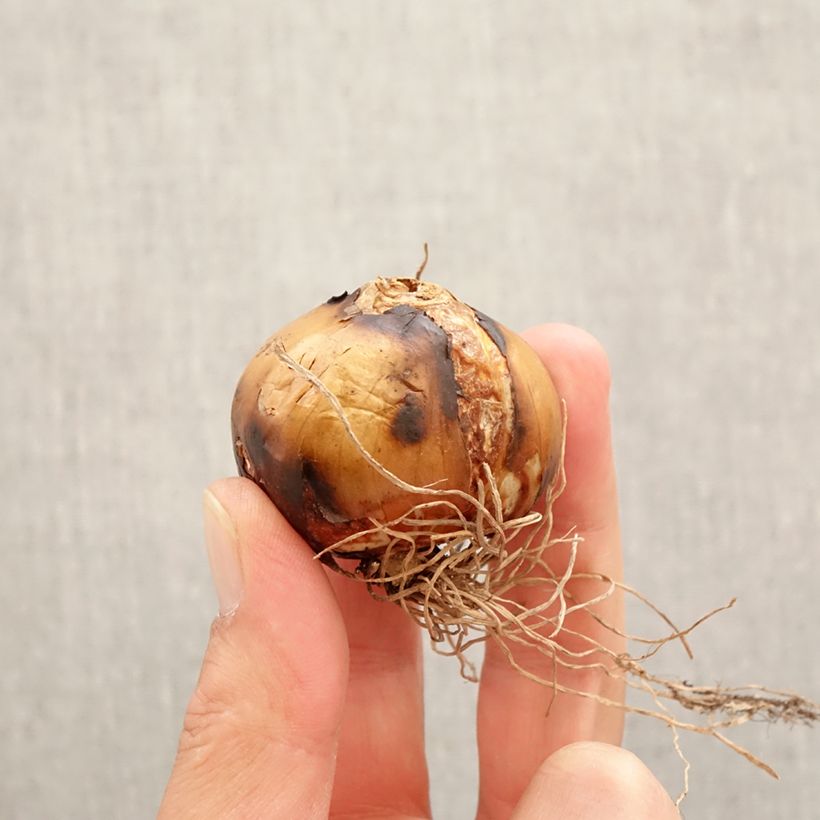 Exemplar von Camassia leichtlinii Semiplena - Prärielilie Zwiebel Kaliber/Größe 12+ wie im Frühjahr geliefert