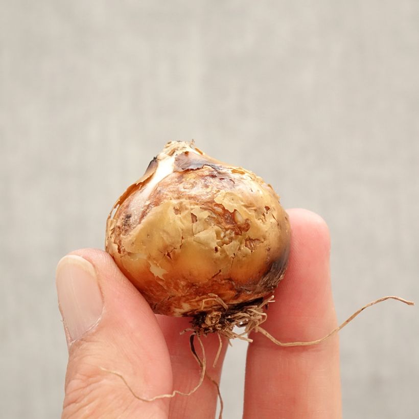 Example of Camassia leichtlinii Silk River - Prärielilie Zwiebel Kaliber/Größe 12+ as you get in printemps