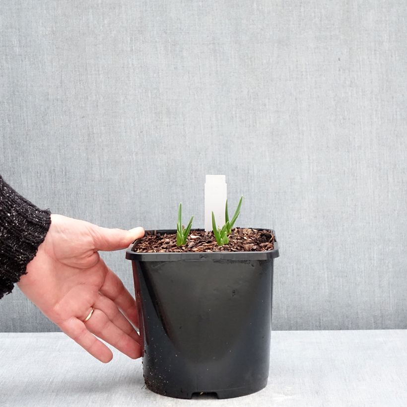 Example of Camassia leichtlinii Silk River - Prärielilie Topf mit 2L/3L as you get in hiver