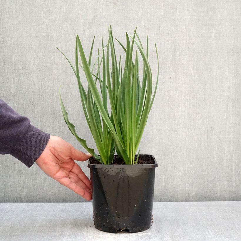 Exemplar von Camassia leichtlinii Silk River - Prärielilie Topf mit 2L/3L wie im Frühjahr geliefert