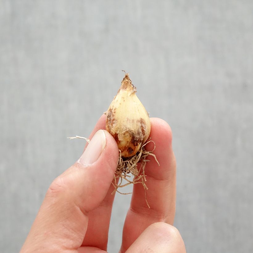 Example of Camassia quamash Blue Melody - Prärielilie Zwiebel Kaliber/Größe 6+ as you get in printemps